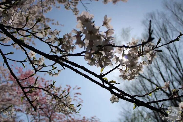 Buiig weekend gevolgd door rustige en droge voorjaarsweek