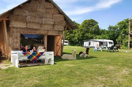 Kom jij kamperen bij de alpaca's in Zeeland?